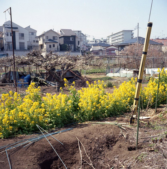 花の頃　　(　黄色　）_c0171206_6573297.jpg