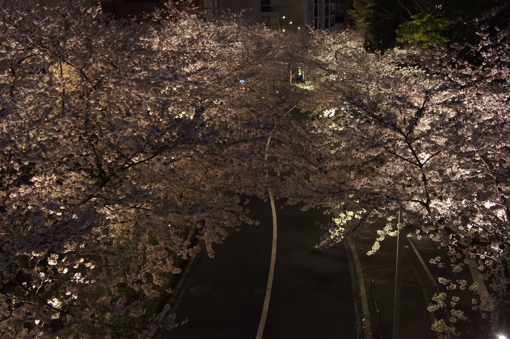 夜桜 in 六本木_b0112909_1163540.jpg