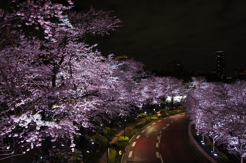 夜桜 in 六本木_b0112909_137346.jpg