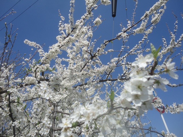 スモモの花（ソルダム(李)　…２０１４・３．３１_f0231709_18334727.jpg