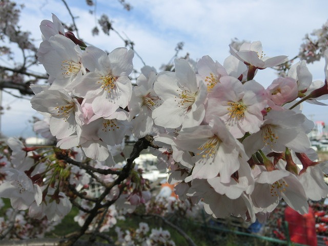 「1日ずれていれば!」 春の嵐で泣く泣く中止! 「田宿川・滝川・沼川 お花見ウォーク」_f0141310_752443.jpg
