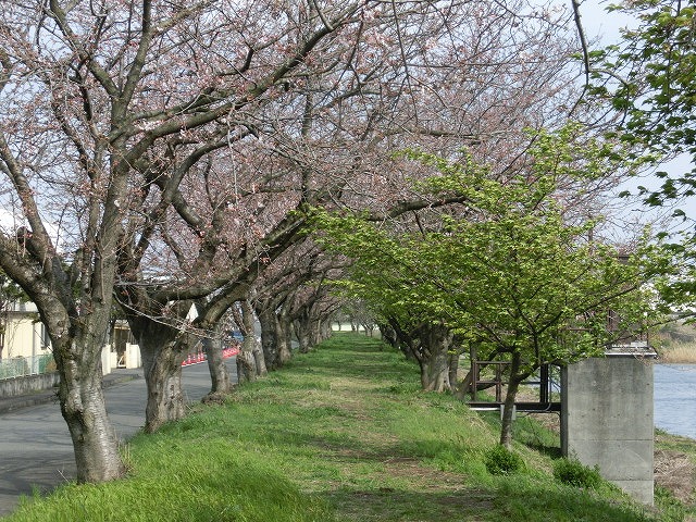 「1日ずれていれば!」 春の嵐で泣く泣く中止! 「田宿川・滝川・沼川 お花見ウォーク」_f0141310_75415.jpg