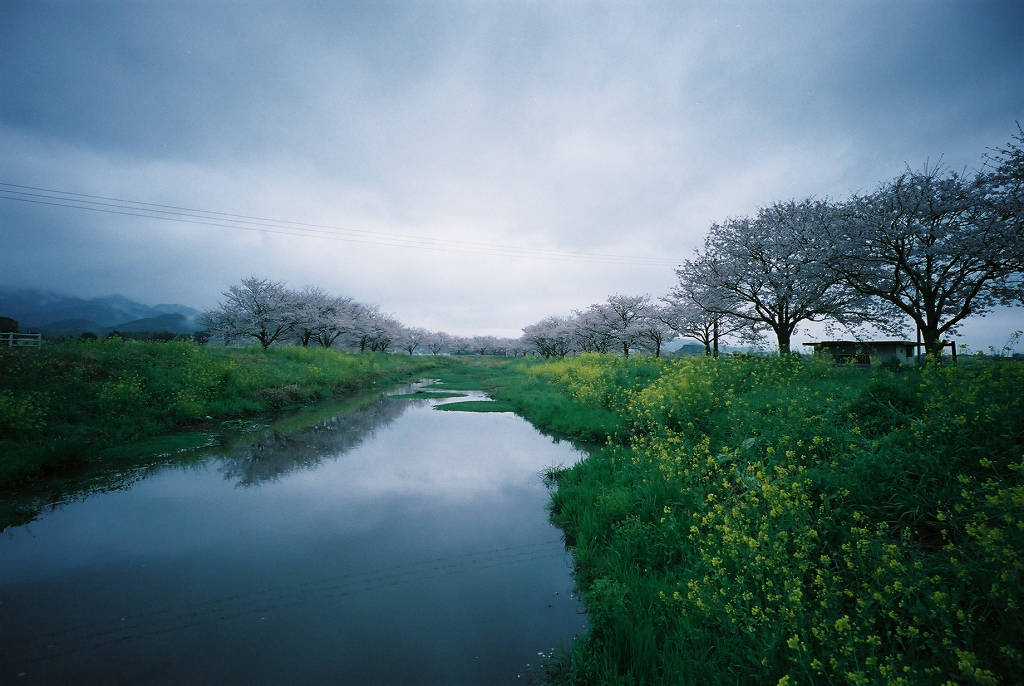 桜　２０１４　ホロゴン編_a0208113_20202712.jpg