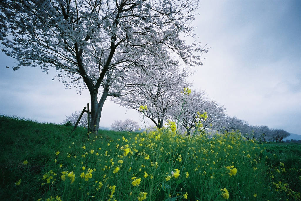 桜　２０１４　ホロゴン編_a0208113_20203684.jpg