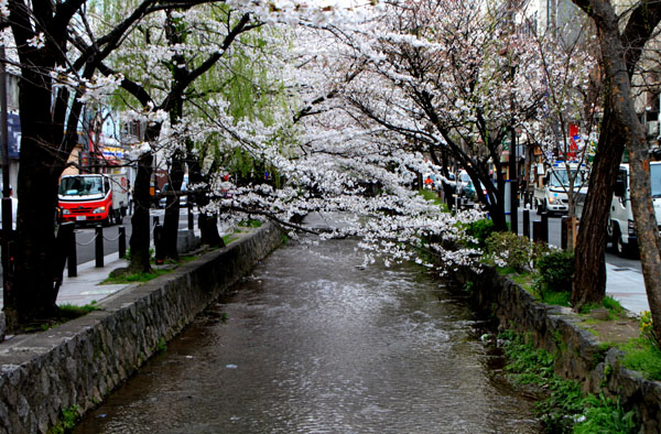 2014花めぐり11 高瀬川_e0048413_214525100.jpg