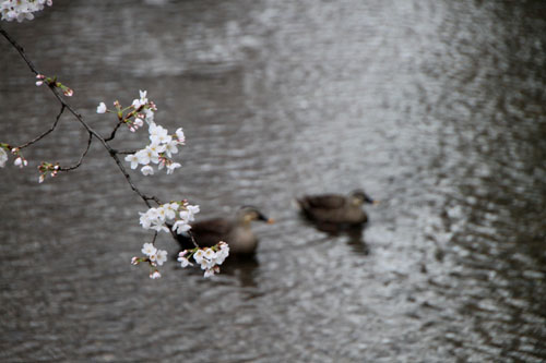 2014花めぐり11 高瀬川_e0048413_21455625.jpg