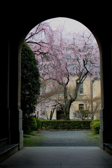 2014花めぐり10 京都府庁_e0048413_2145764.jpg