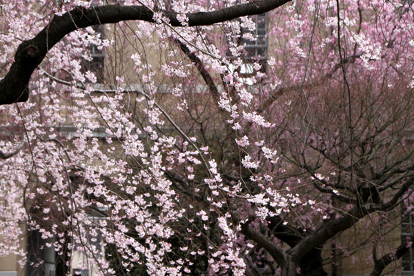 2014花めぐり10 京都府庁_e0048413_2151433.jpg