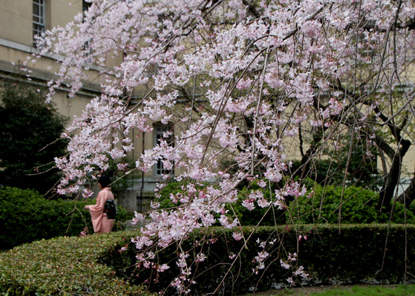 2014花めぐり10 京都府庁_e0048413_2152088.jpg