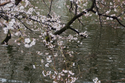 水に入る井の頭公園の桜も満開です。_f0006713_21253130.jpg