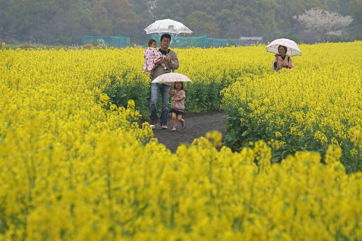 雨の花見_c0235114_11461760.jpg