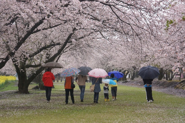 雨の花見_c0235114_11475383.jpg