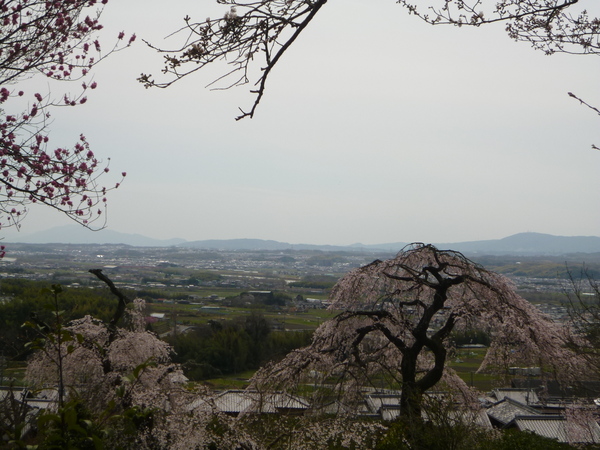 井手町「地蔵院」のしだれ桜♪_e0233614_18195623.jpg