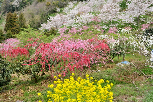 菊間の桃源楼_f0184314_17563226.jpg