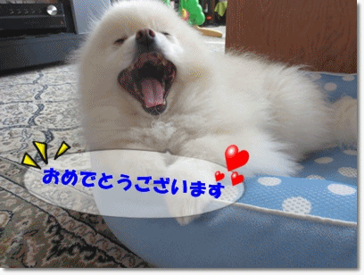b0167519_23104168.gif