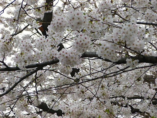 隅田公園へお花見に_f0141821_21424582.jpg