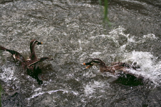 f0224624_217168.jpg