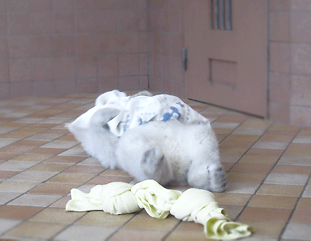 e0112226_15471545.gif