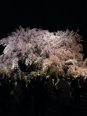 枝垂れ桜_f0106927_16312475.jpg