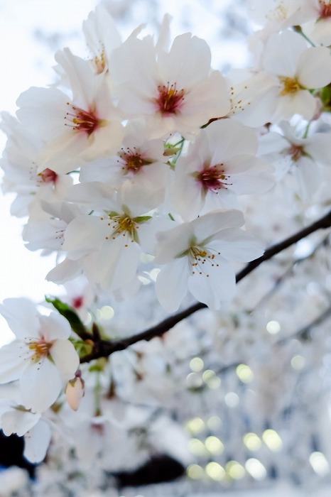 SAKURA 2014 ①_c0106831_21582715.jpg