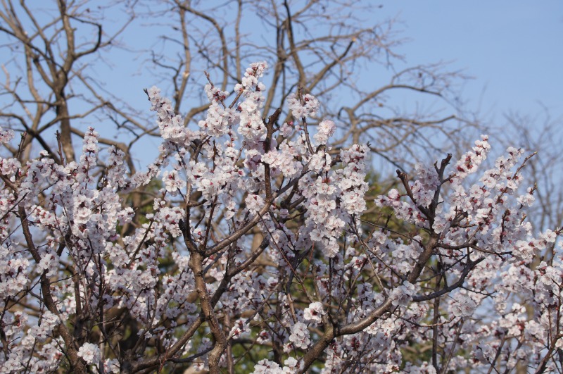 実の成る木も花盛り☆薬草園、カタクリの里_a0122932_13201311.jpg