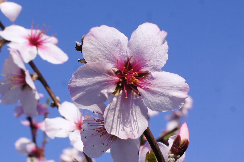 実の成る木も花盛り☆薬草園、カタクリの里_a0122932_13204089.jpg