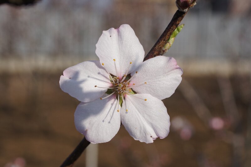 実の成る木も花盛り☆薬草園、カタクリの里_a0122932_13205855.jpg