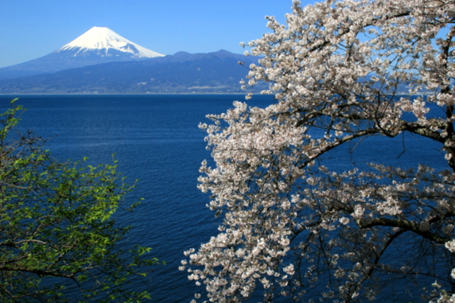 桜と海と富士山と のどかに