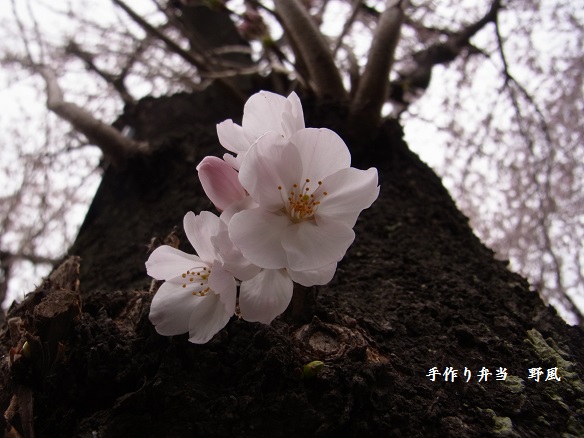 大和の桜と今朝の畑_b0244034_97870.jpg