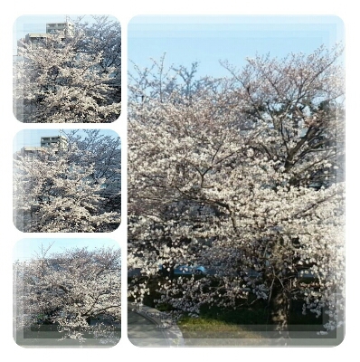 桜♪_d0219834_8452581.jpg