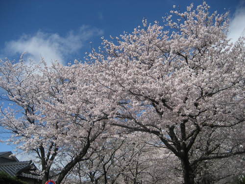 大豆と桜と、ぶどうのお酒。。_b0166435_23454325.jpg