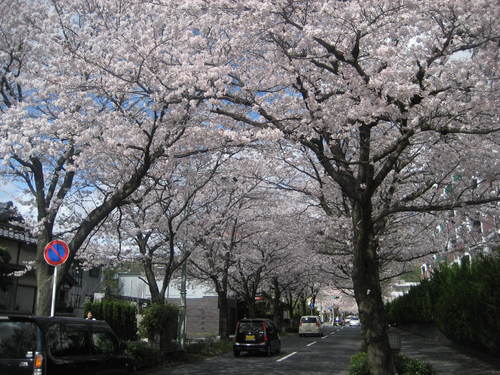 大豆と桜と、ぶどうのお酒。。_b0166435_2347151.jpg