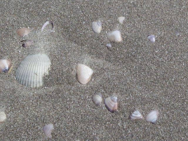 銚子で海鳥ウォッチングツー(前編)_f0300637_21315256.jpg