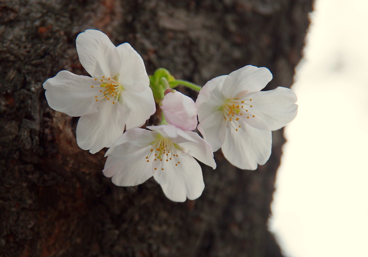 お花見・・・その2_b0242140_14533958.jpg