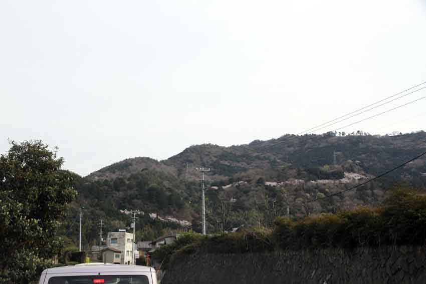 徳島の桜も満開です-01♪_d0058941_21294881.jpg