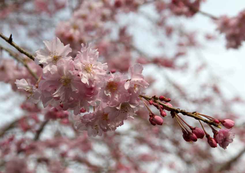 徳島の桜も満開です-01♪_d0058941_21392863.jpg