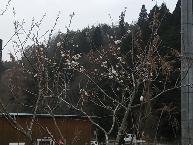 桜が咲きました_e0145441_6502272.jpg