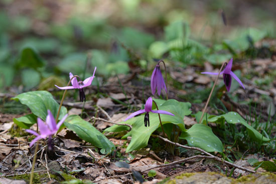 カタクリの花_c0093046_20512686.jpg