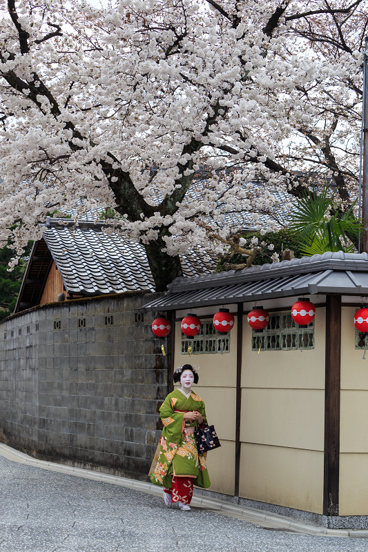 平野神社・魁桜と、上七軒の桜の下で（勝瑠さん、市知さん、勝音さん、梅ちえさん、勝奈さん）_f0155048_07379.jpg