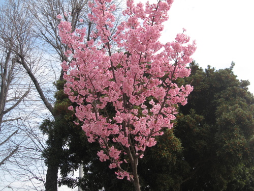 桜　咲く_f0245650_10083385.jpg