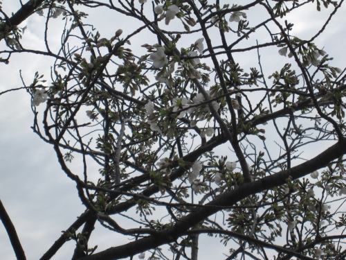 桜　咲く_f0245650_10115832.jpg