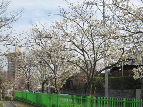 桜　咲く_f0245650_10154213.jpg