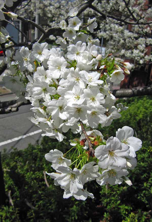 奥地蘭「香り豆弁蘭朱紅花」　　　　　　　　　　　　　No.1384_d0103457_21214664.jpg