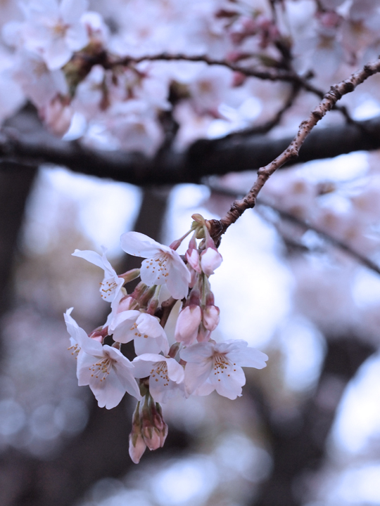 青山てくてく散歩...🌸_e0317958_23405853.jpg