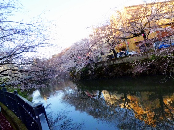 春の嵐の濱の桜道_c0002260_11204845.jpg