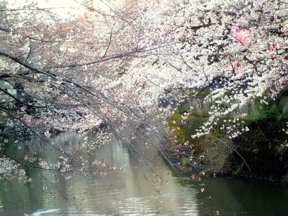 春の嵐の濱の桜道_c0002260_1121346.jpg