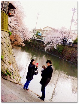 春の嵐の濱の桜道_c0002260_11223418.jpg