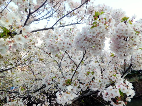 春の嵐の濱の桜道_c0002260_845128.jpg