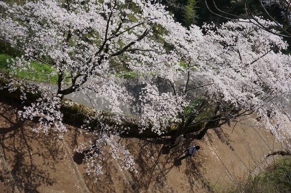 九州のマチュピチュ　岡城跡の桜_b0243161_23222949.jpg