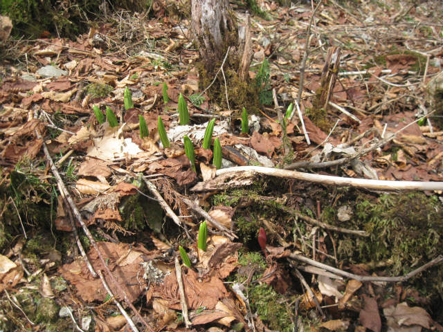 2014.3.31　阿佐尻山1374ｍ_c0219866_19264815.jpg